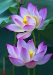 Found on Google+ on 3-18-15. Purple lotus. Moyin Chaudhary.